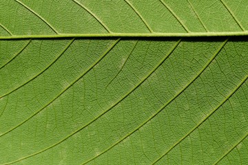 green leaves texture