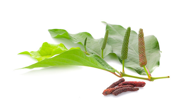 Long pepper or Piper longum isolated on white background