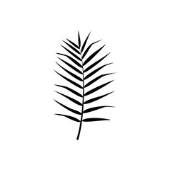 Vector isolated illustration. Exotic palm leaf silhouette.
