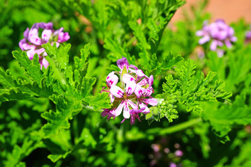 Pink flowers of citronella geranium (pelargonium odorantissimum)