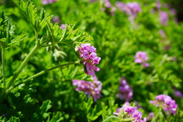 Pink flowers of citronella geranium (pelargonium odorantissimum)