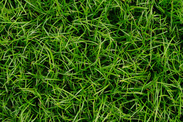 green grass texture