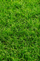 green grass texture
