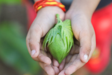 Fresh Cotton fruit in hand 