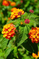 Yellow, orange and pink lantana flowers growing in the garden