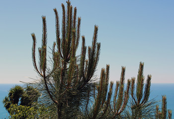 Rami e aghi di conifera Pinophyta Reveal tra cielo e mare