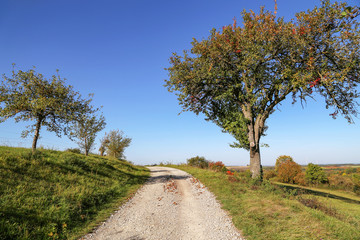 Autumn landscape with trees and a road