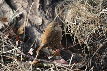aves varias 
