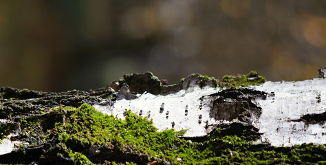 birch trunk covered with moss on a blurred background