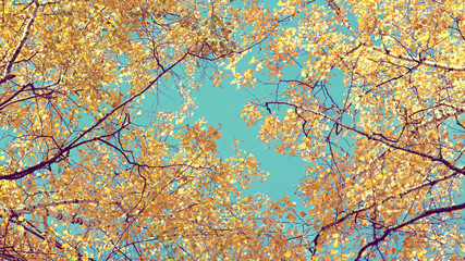 bottom-up view of autumn birches