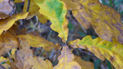 oak branch with yellow leaves