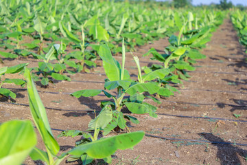 Green banana field in India