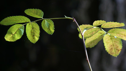  thin sprig of rose on a dark background