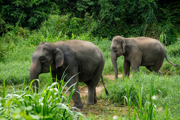 Naklejka na ściany i meble Thai Elephant in jungle