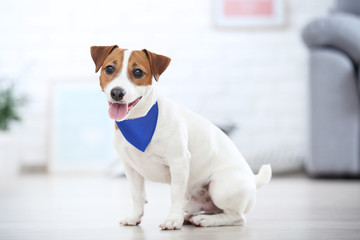 Beautiful Jack Russell Terrier dog with bandana sitting at home - Powered by Adobe
