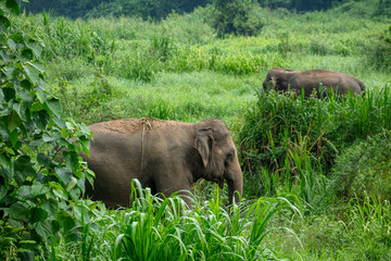 Naklejka na ściany i meble Thai Elephant in jungle