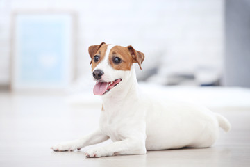 Beautiful Jack Russell Terrier dog lying at home