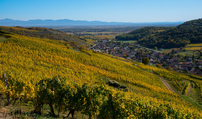 Fototapeta premium Westhalten im südlichen Elsass im Herbst
