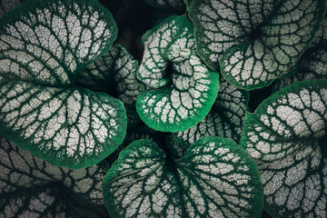 Brunnera macrophylla Silver leaves on the dark moody stile