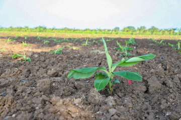 Small banana tree in indian farm 