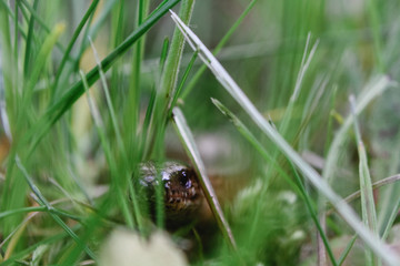 Blindschleiche