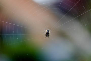 Spinne im Netz
