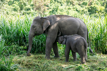 Fototapeta na wymiar Thai Elephant in jungle
