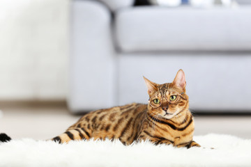 Beautiful brown cat lying on white carpet at home