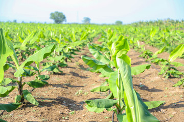 Green banana field in India