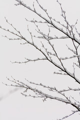 Winterbaum III