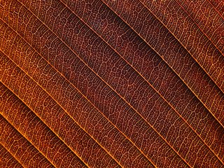 autumn brown leaf texture