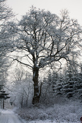 Winterbaum