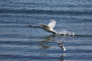 aves varias 