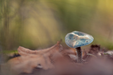 Stropharia aeruginosa, commonly known as the verdigris agaric
