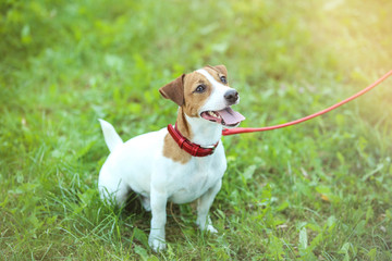 Beautiful Jack Russell Terrier dog in the park