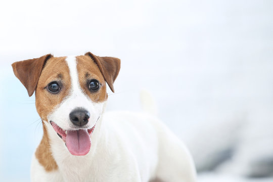 Beautiful Jack Russell Terrier dog with tongue