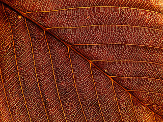 Fototapeta na wymiar autumn brown leaf texture