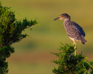 A fledgling Yellow-crowned Night Heron perched at sunrise.