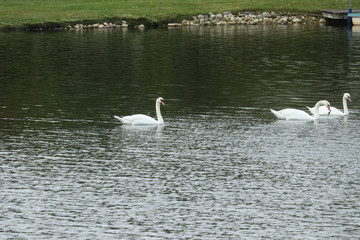 Swans as a group