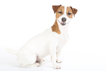 Beautiful Jack Russell Terrier dog isolated on white background