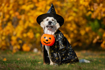 funny golden retriever dog posing for halloween in a costume