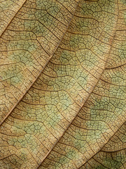Obraz premium autumn dry leaf texture