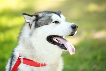 Malamute dog in the park