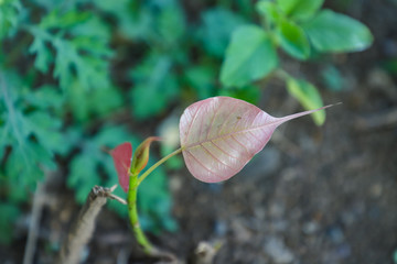 Dry leaf in indian farm