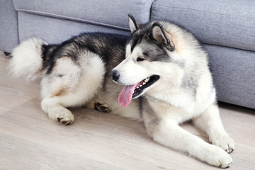 Malamute dog lying on the floor at home