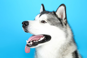 Malamute dog on blue background
