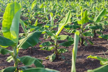 Green banana field in India