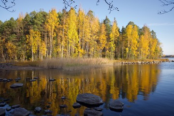Fall colors reflection. Brightly colored autumn trees reflected on the calm water of the lake Saimaa in imatra, Finland