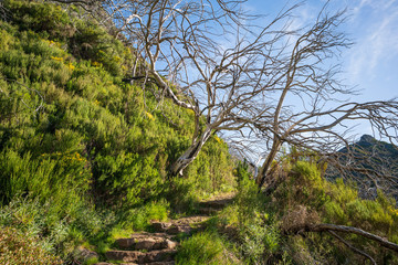 Fresh green of the broom in an otherwise barren landscape