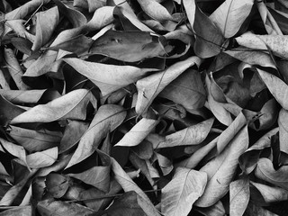 pile of dry autumn leaf black and white style